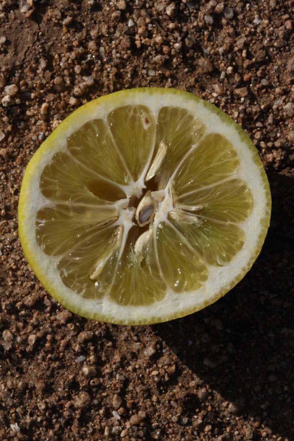            Fruit cross-section (Riverside, CA)   